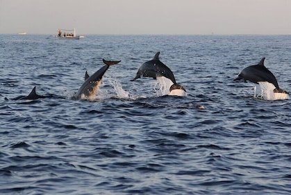 Dolphin Watching & Snorkel Trip Half Day with Transfer - Zanzibar