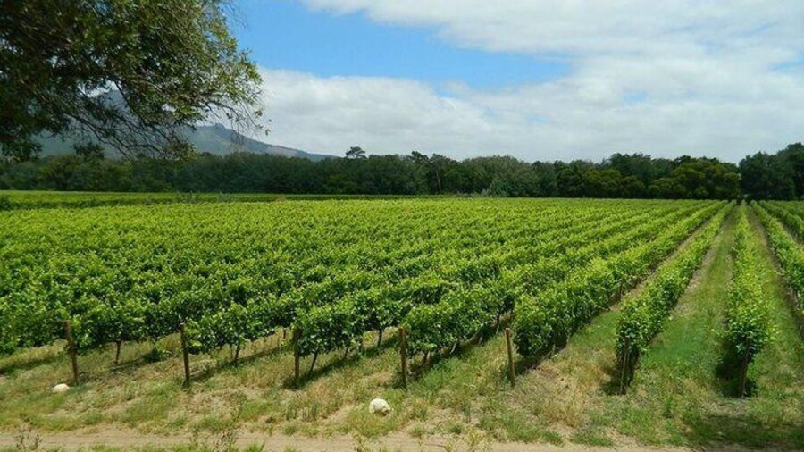 Vineyards at Solms Delta
