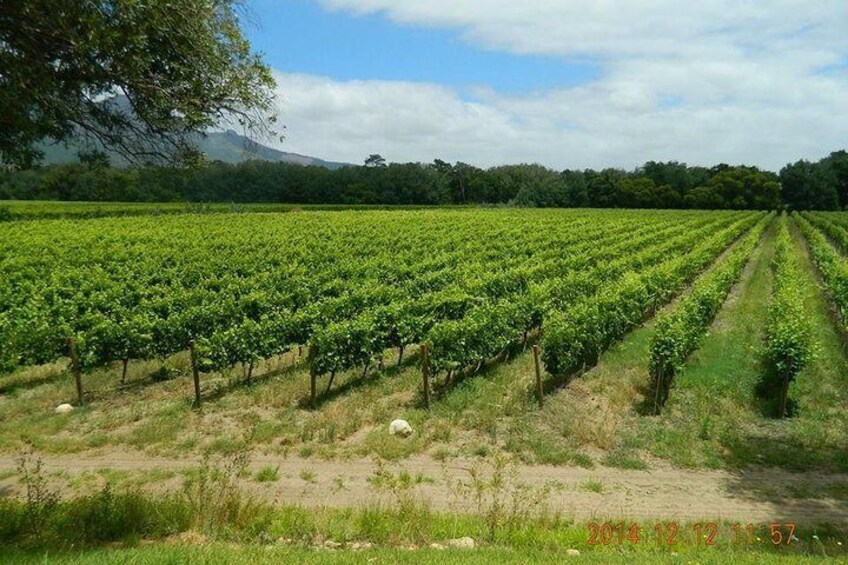 Vineyards at Solms Delta
