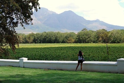 Excursión de día completo de vinos sudafricanos