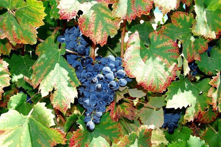 Grapes ready for the bottle