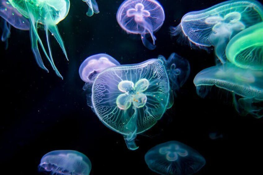 Alanya: Aquarium, Wax Museum, Snow World, Wild Park, XD Cinema