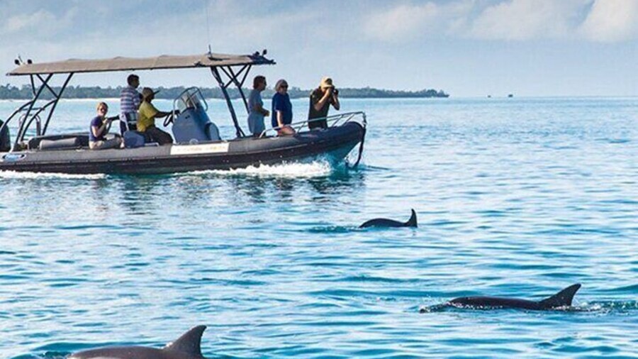 Dolphin Watch Half Day Trip & Snorkeling With Transfer - Zanzibar