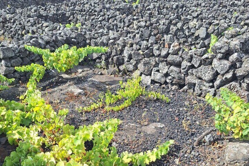 Pico Island wine culture - Private tour (+ optional wine tasting)