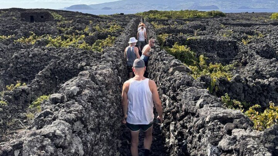 Pico Island wine culture - Private tour