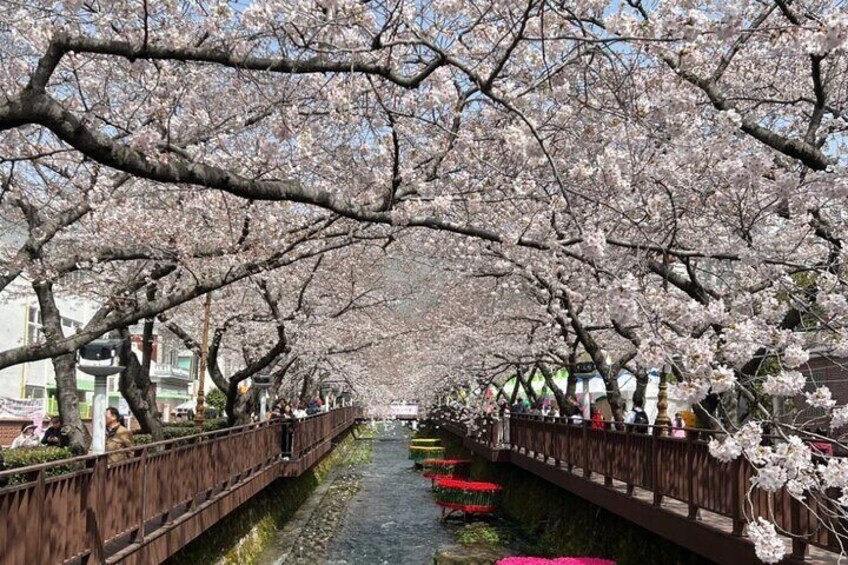 Private Day Trip From Busan to Nearby Cherry Blossom Hotspots
