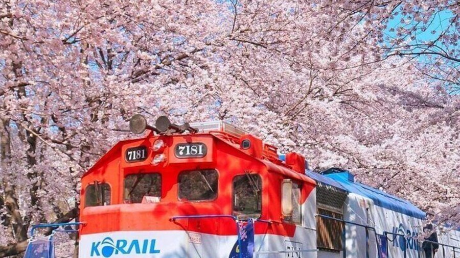 Private Day Trip From Busan to Nearby Cherry Blossom Hotspots