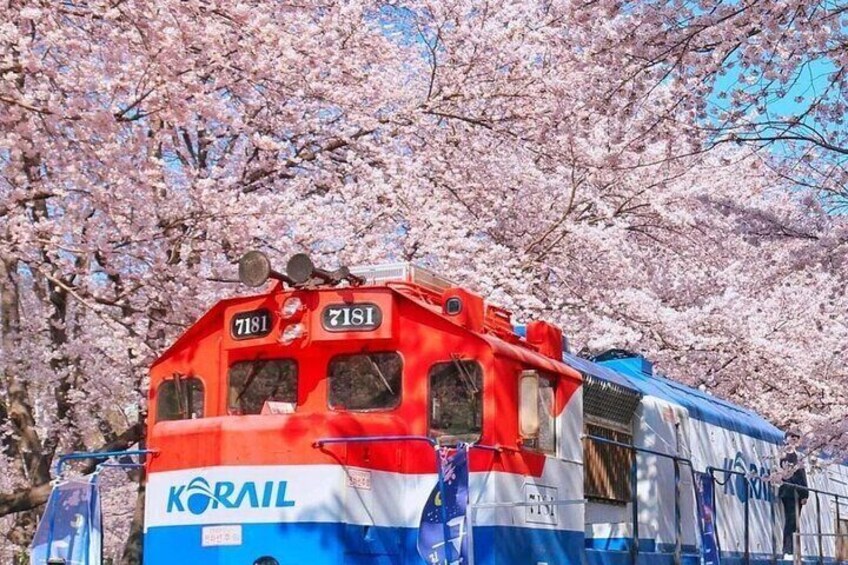 Private Day Trip From Busan to Nearby Cherry Blossom Hotspots