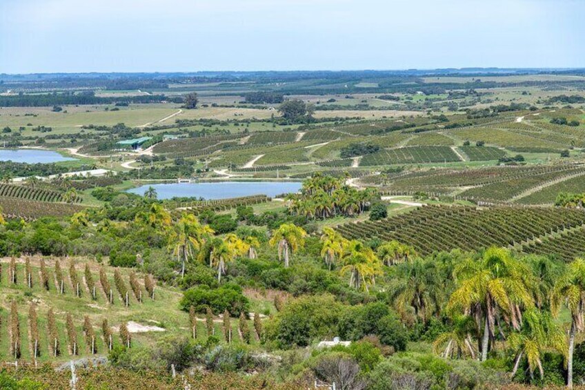Garzón: The Uruguayan Tuscany – Wine & Scenic Private Tour