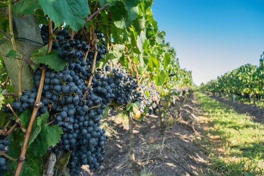 Garzón: The Uruguayan Tuscany – Wine & Scenic Private Tour