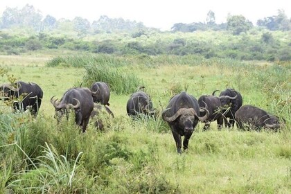  Restauranter i nærheden af Nairobi National Park Safari Group Tour
