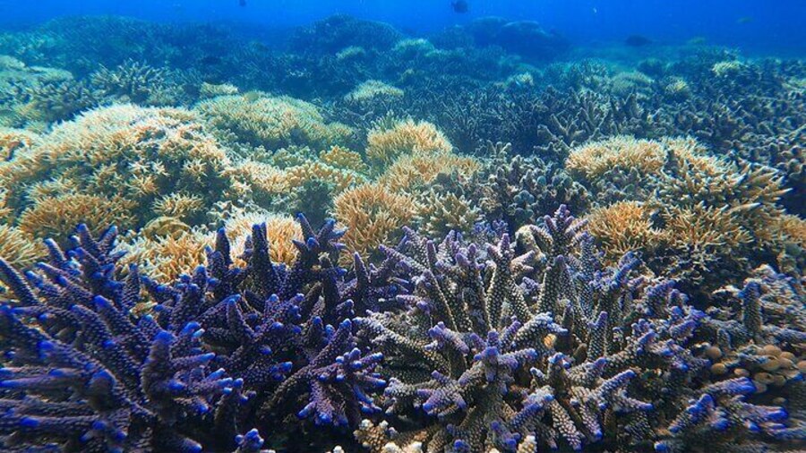 Blue corals gili Nanggu