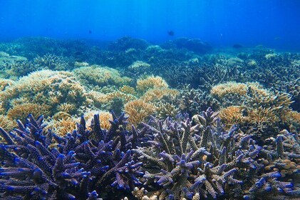 Gili Nanggu snorkeltur til et tropisk paradis