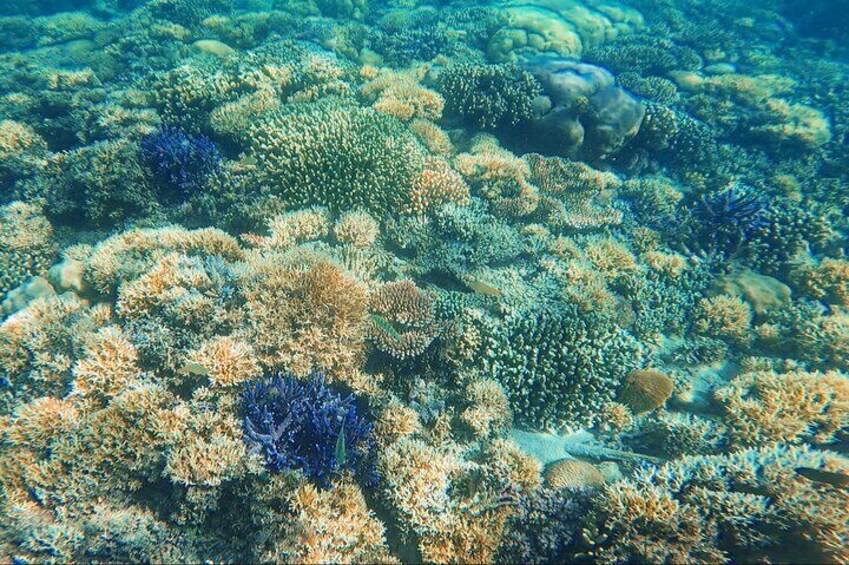 Corals gili Nanggu