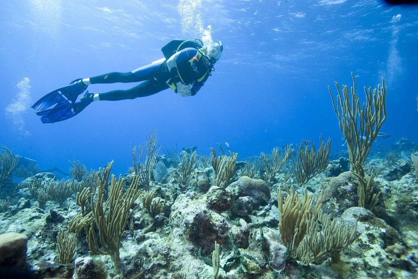 Picture 7 for Activity Playa del Carmen: PADI Advance Open Water in Riviera Maya