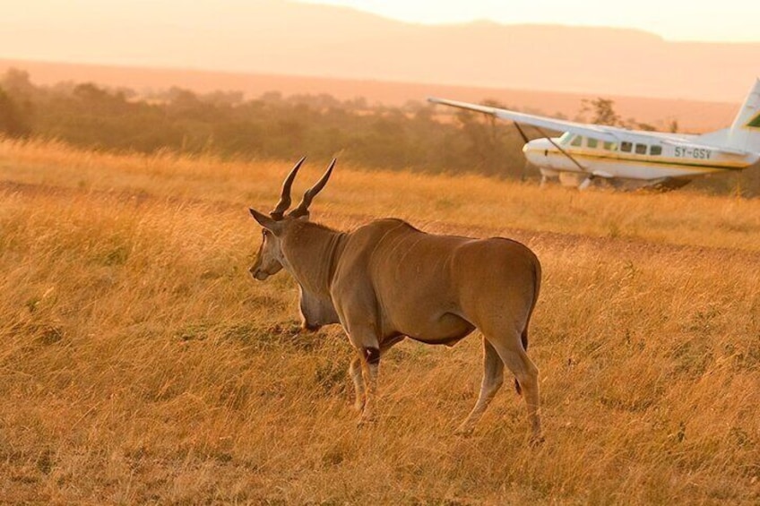 Serengeti Wildlife