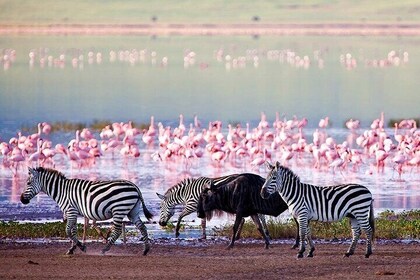 8 Day Adventure and Beach Escape Fly in Safari and Zanzibar