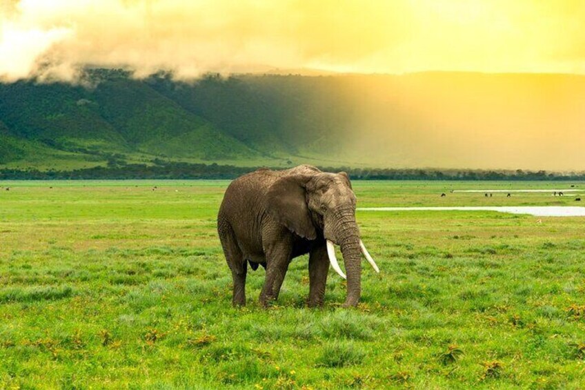 Serengeti Wildlife