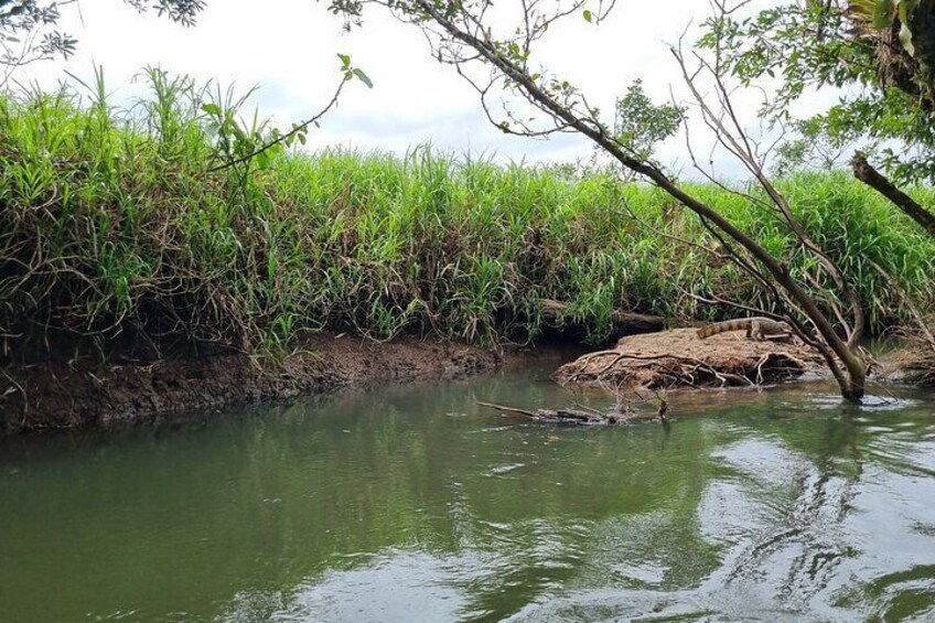 Boat Safari in Rio Frio
