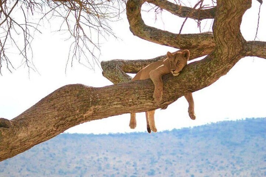 Lake Manyara National Park Wildlife