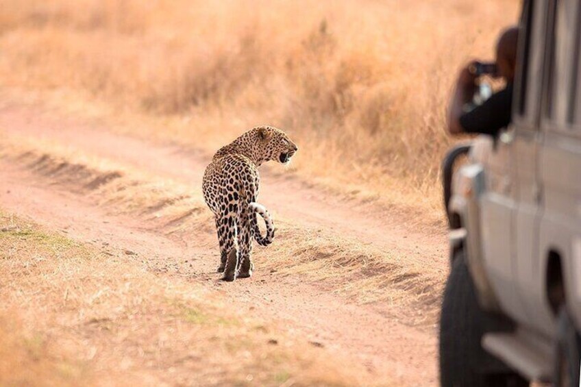 Tarangire National Park Wildlife