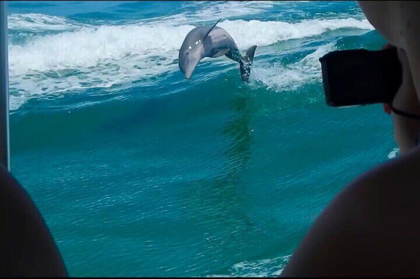 Private 4 Hour Shell Key Island Adventure Dolphins and Shells