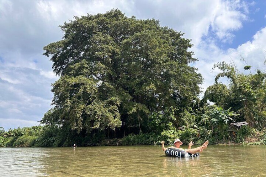 Ficus benjamina (Weeping Fig) on the Don Diego riverbank