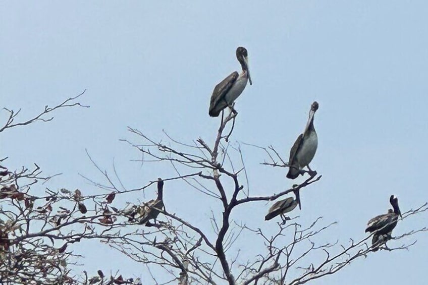 Pelicans in branches