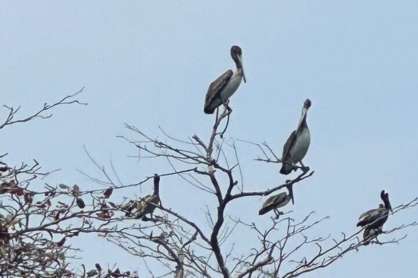 Pelicans in branches