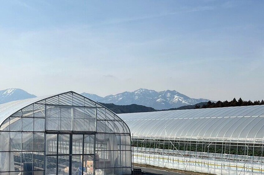 Nikko Strawberry Picking Tour