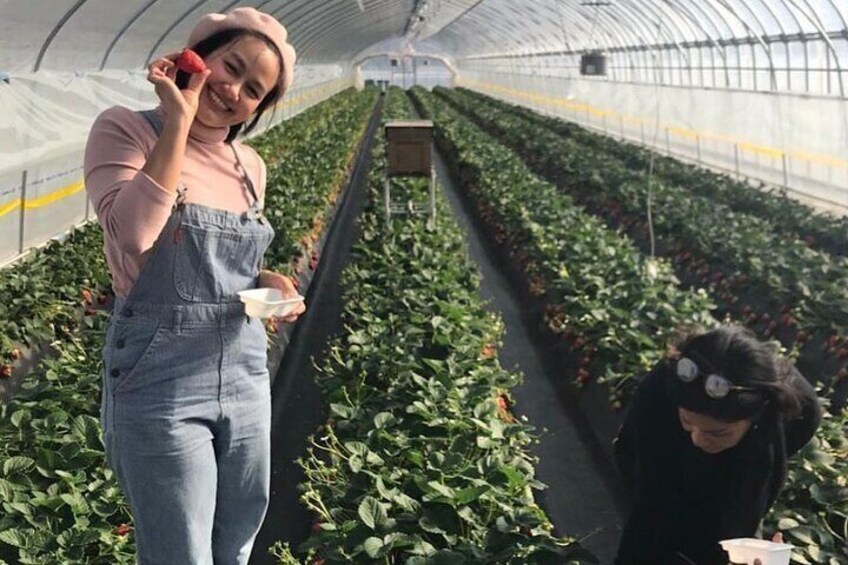 Nikko Strawberry Picking Tour