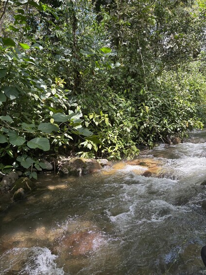 Picture 4 for Activity Mindo: Sensory massage in nature, experience the cloud forest