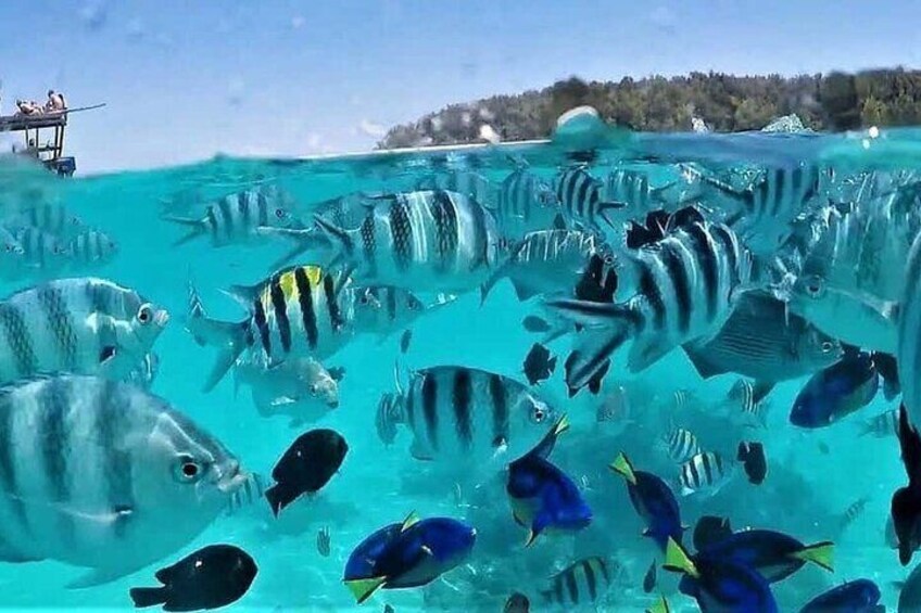 Mnemba Island and Kendwa Sunset Tour with Baraka Aquarium