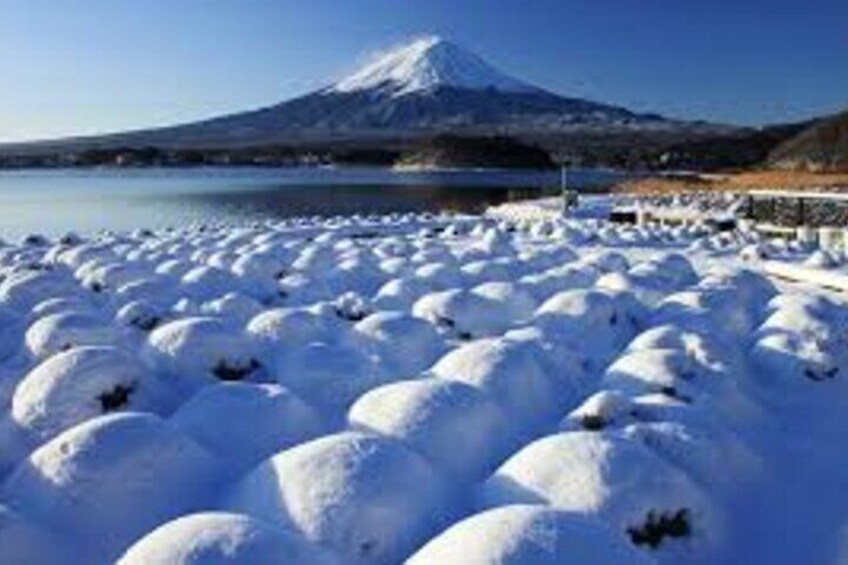 Mt Fuji Private Day Trip from Tokyo with English speaking driver