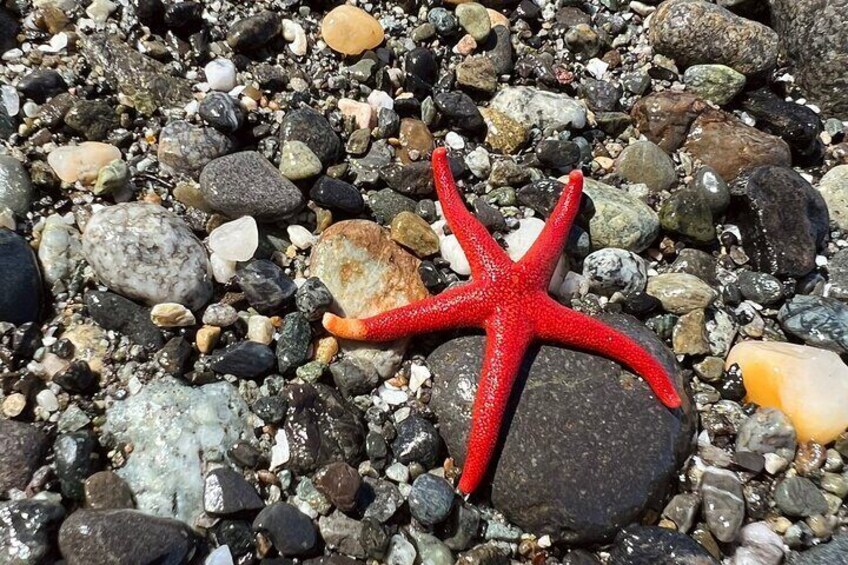 Find aquatic life and sea glass on the beach of Fort Worden 
