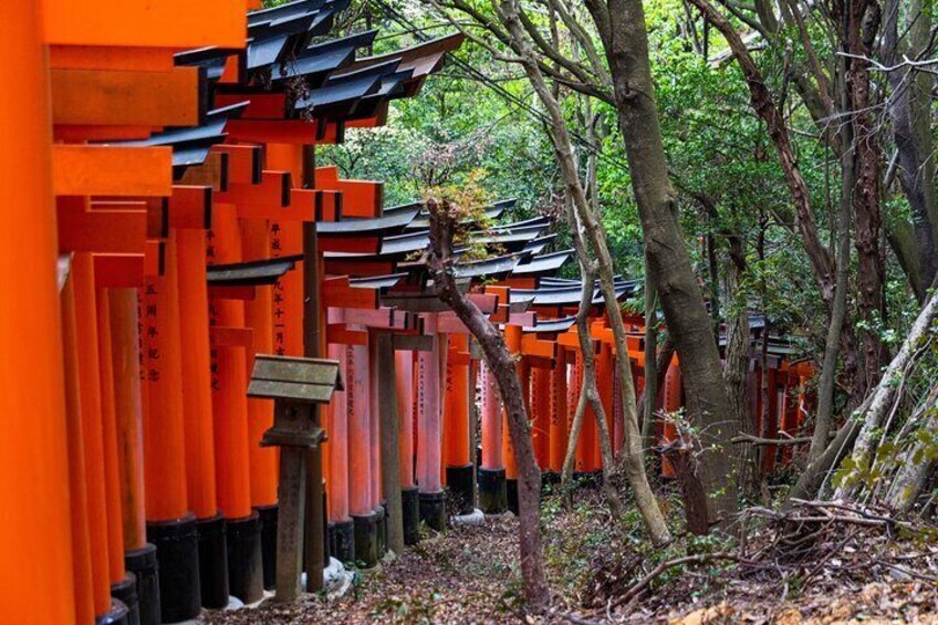  Fushimi Inari Taisha, Nara Park & Arashiyama Bamboo Forest
