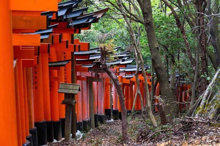 Fushimi Inari Taisha, Nara Park & Arashiyama Bamboo Forest