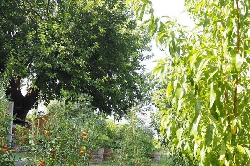 The vegetable garden