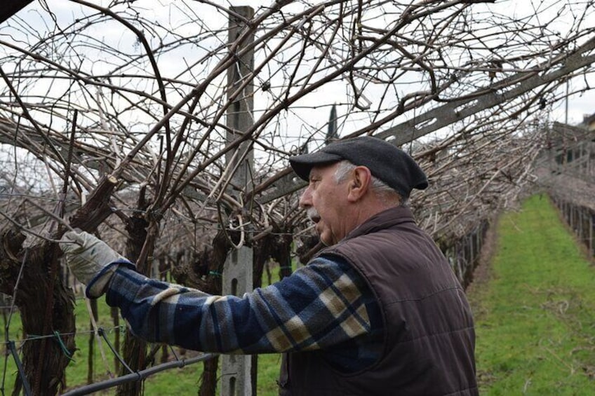 Working in the vineyard