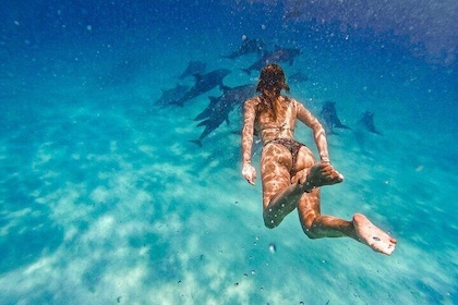 Mnemba Island Snorkelling and Swimming with Dolphins with lunch