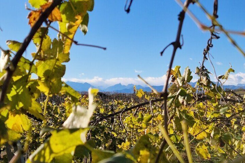 Forgotten Wine Trails of Piedmont - Private Tour from Turin