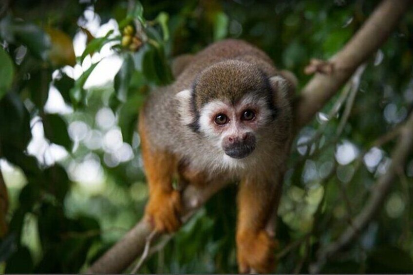 Damajagua Waterfalls and Monkey Private Hiking Tour