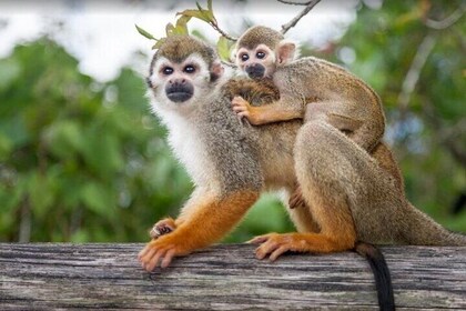 Damajagua Waterfalls and Monkey Private Van Tour