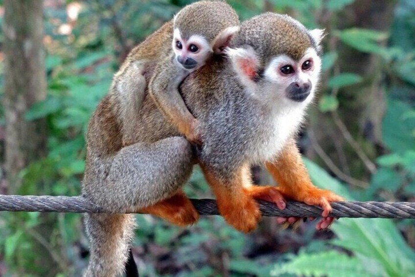 Damajagua Waterfalls and Monkey Private Hiking Tour