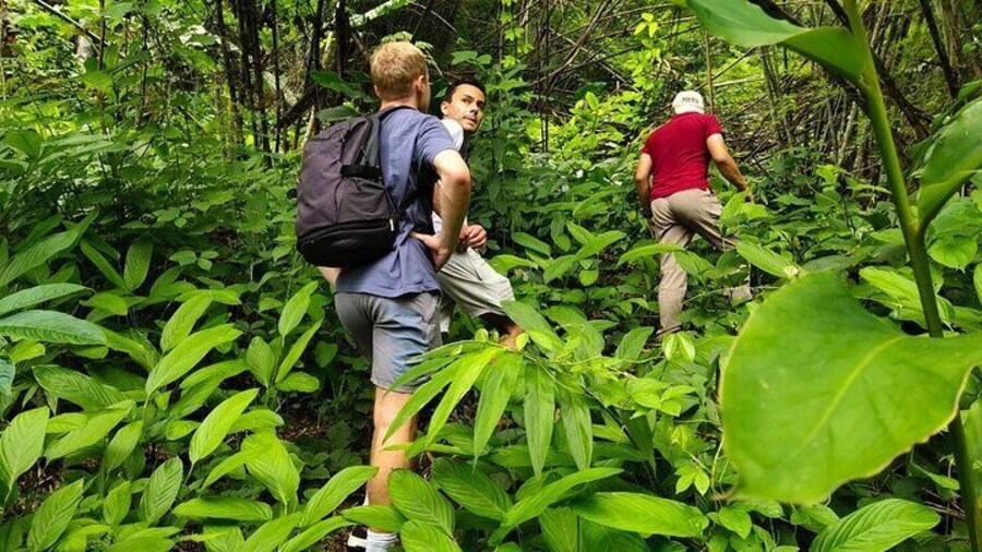 From Chiang Rai Jungle Adventure Group Trekking Bamboo Cooking