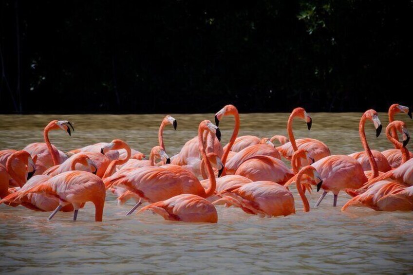 The Yucatecan flamingo