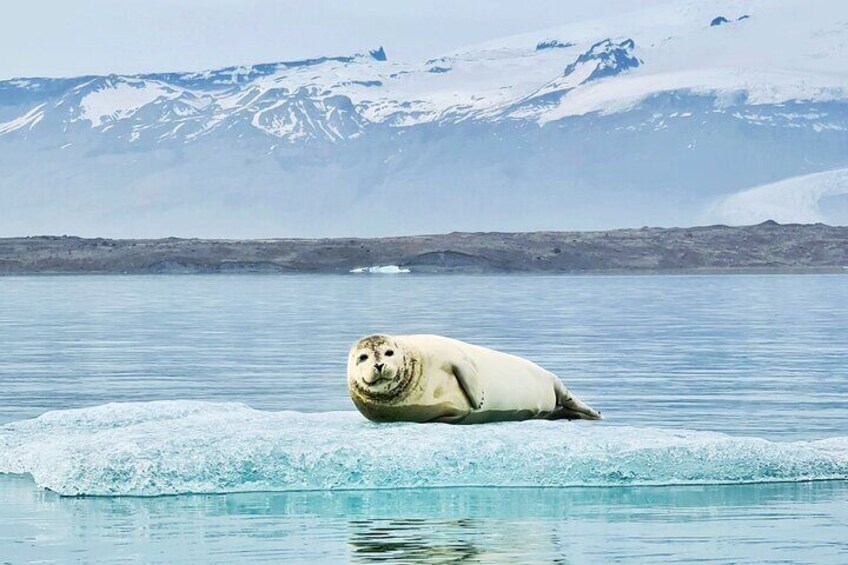 Glacier Lagoon Kayaking