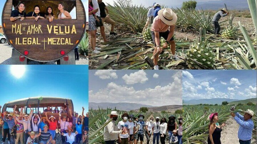 Boil the Water Tour Campos de Agave and Mezcal Distillery