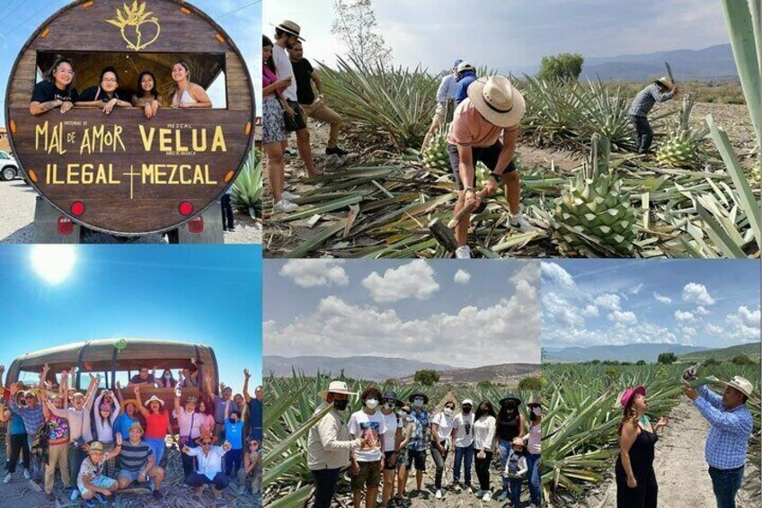 Boil the Water Tour Campos de Agave and Mezcal Distillery