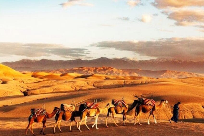 Dinner show and Quad Bike and Camel Ride in Marrakech Desert Tour